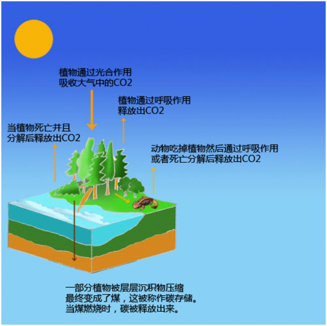 煤是一種化石燃料，所以燒煤產(chǎn)生的CO2排放量較高.png